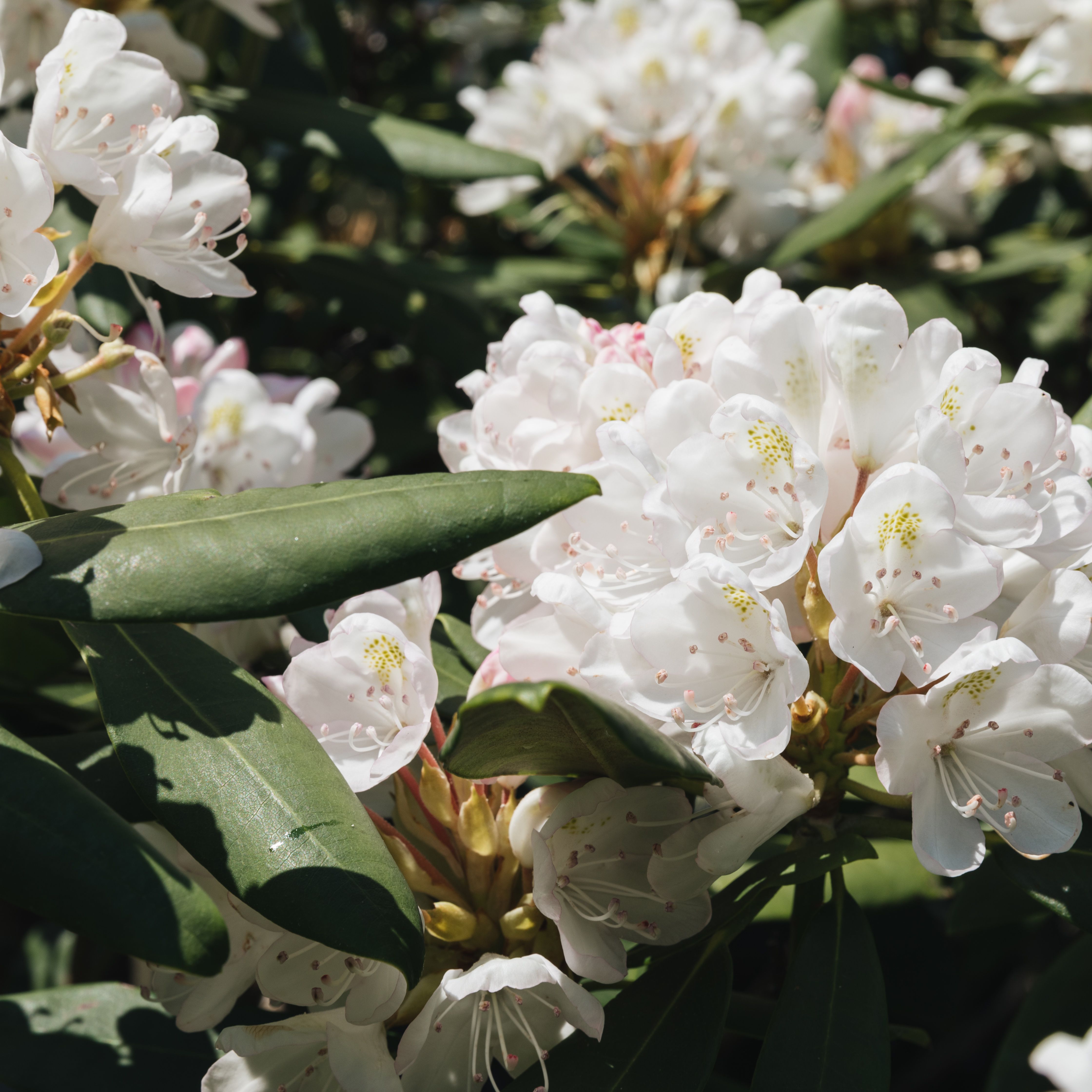 7 Types Of Azaleas And Rhododendrons To Consider