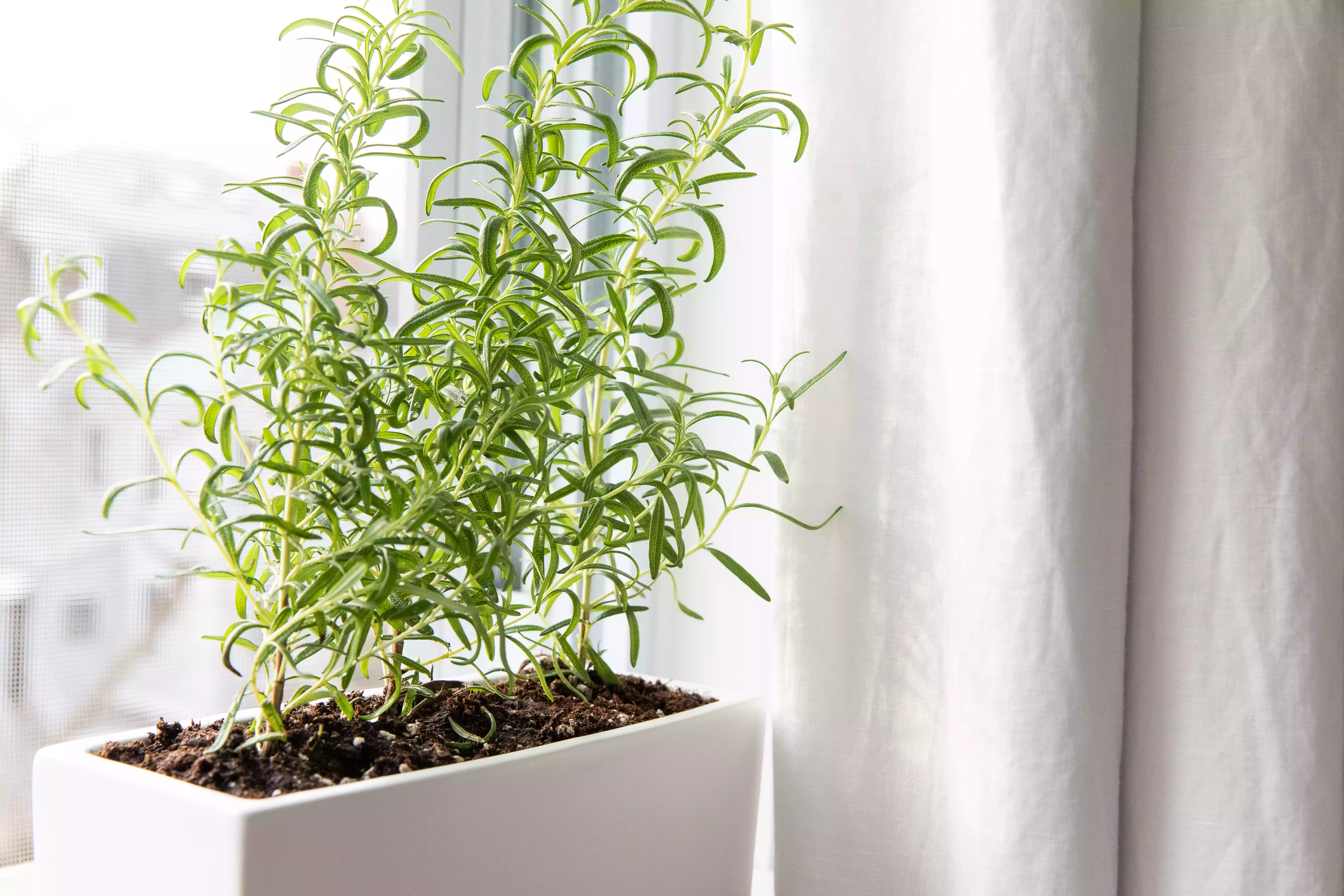 rosemary in a container by a windowsill