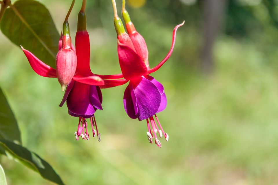 Fuchsia A Beautiful Container Plant For Shade