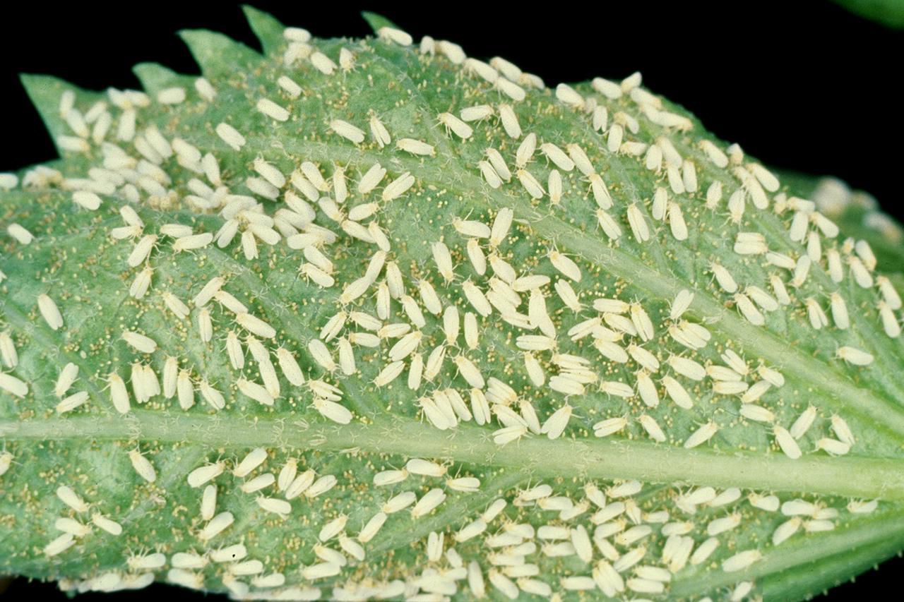 Flies on plants outside Idea