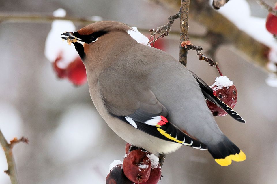 What Winter Birds Eat Good Winter Foods