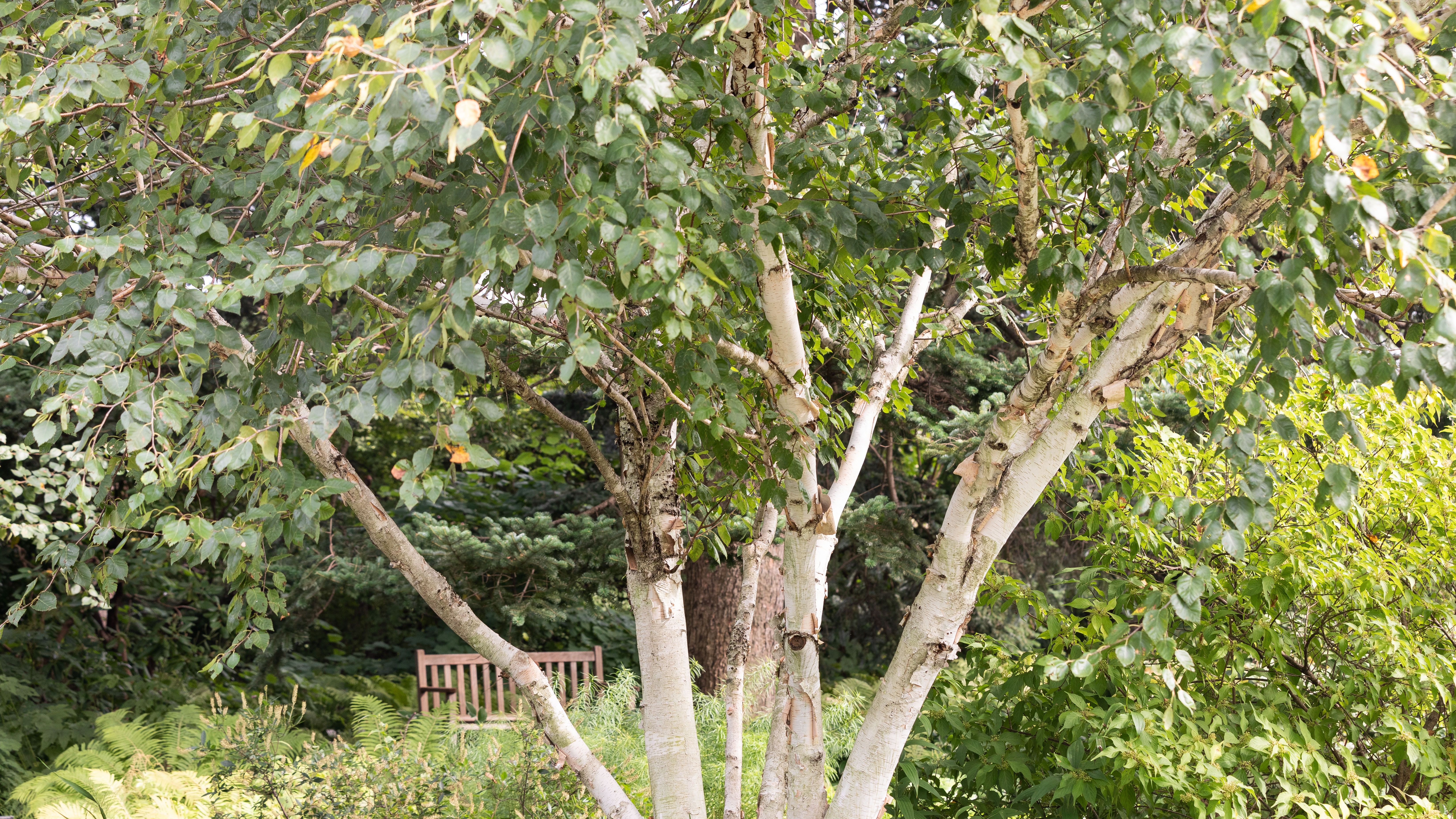 11 Common Species Of Birch Trees